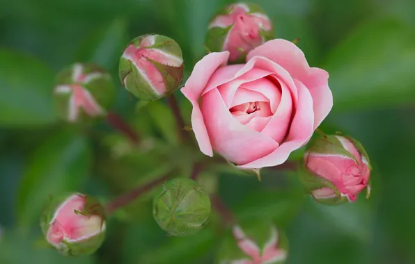 Macro, roses, buds