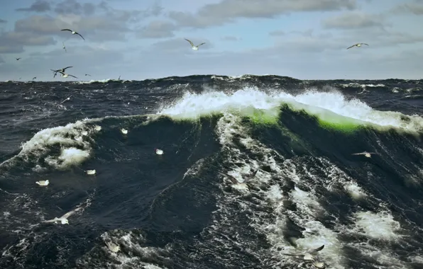 Wave, the sky, storm, seagulls