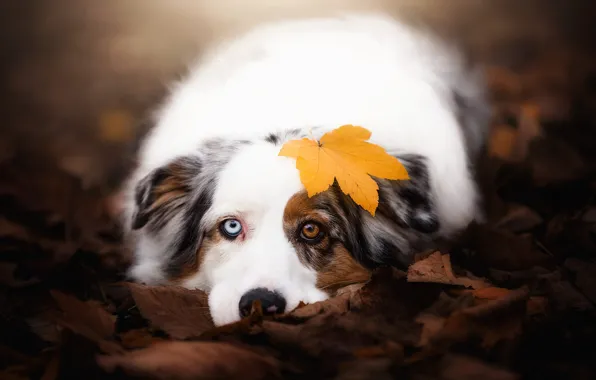 Autumn, look, face, leaves, nature, background, mood, leaf