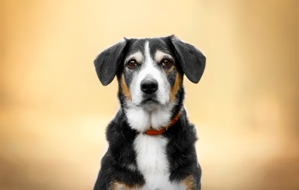 Look, face, portrait, dog, yellow background