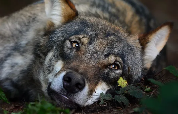 Picture eyes, look, face, close-up, grey, wolf, portrait, lies