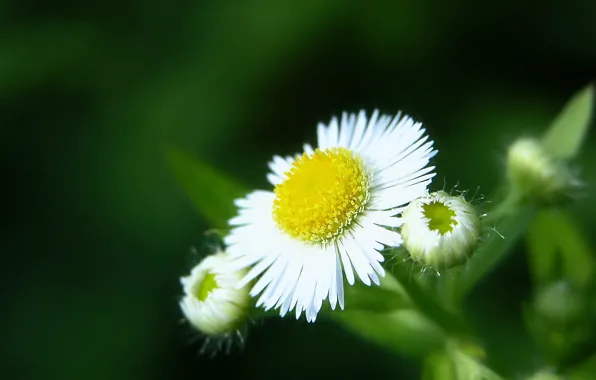 Picture petals, Green