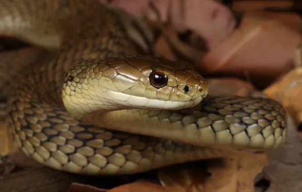 Picture look, snake, reptile