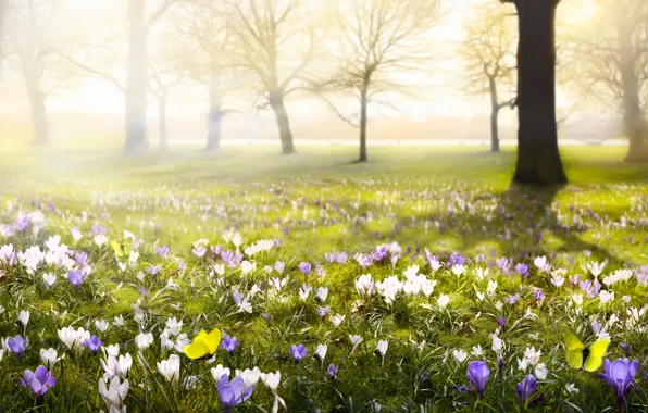 Flowers, yellow, nature, butterfly, spring, crocuses, flowering