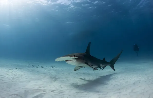 Picture Bahamas, Bimini, Great Hammerhead Shark