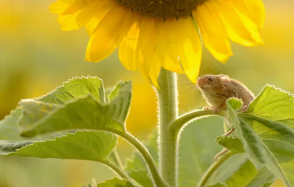 Leaves, sunflower, mouse
