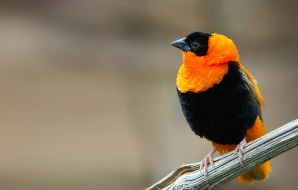 Orange, bird, black, branch, beak, fiery velvet weaver, euplectes orix