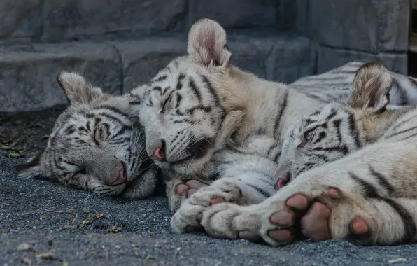 Cat, stay, sleep, kittens, white tiger, the cubs, tiger, cubs