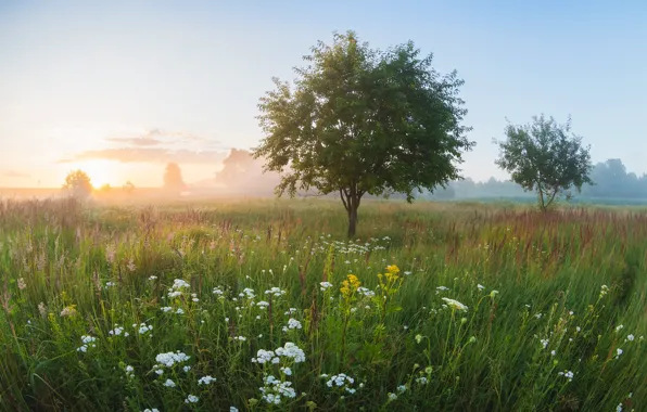 Field, flowers, fog, tree, meadow