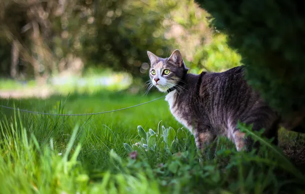 Cat, summer, grass, cat, look, pose, Park, grey