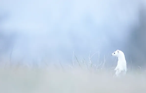 Picture white, grass, look, nature, fog, background, glade, blur