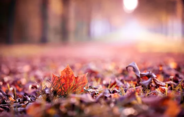 Autumn, leaves, macro, widescreen, Wallpaper, blur, beautiful, leaf