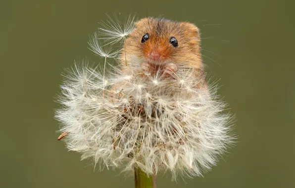 Summer, nature, dandelion, mouse, the mouse is tiny