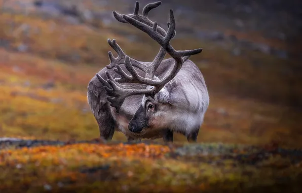 Field, look, face, pose, deer, horns, reindeer