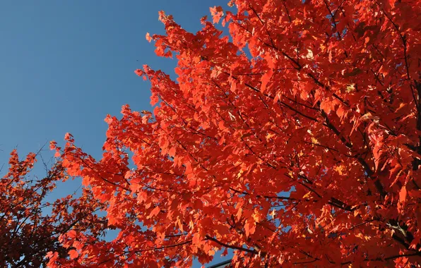Photo, Red, Nature, Autumn, Leaves, Branches, Maple