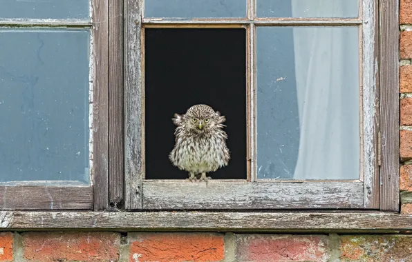 Picture house, bird, window