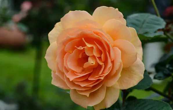 Close-up, rose, orange, petals