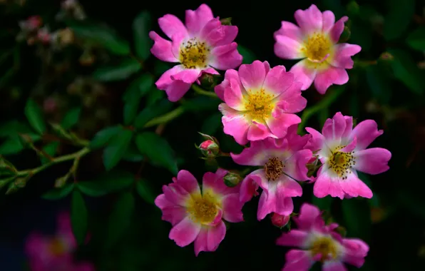 Flowers, background, garden, briar, pink, the bushes
