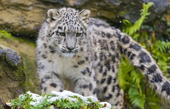 Picture predator, muzzle, IRBIS, snow leopard, kitty