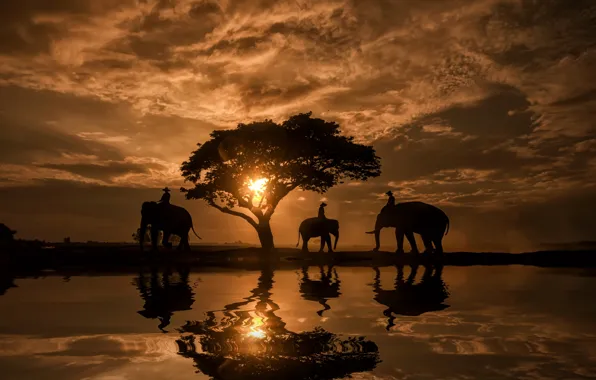 Water, reflection, sunrise, tree, dawn, Thailand, elephants