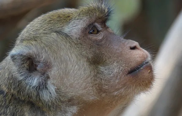 Animals, monkey, Thailand