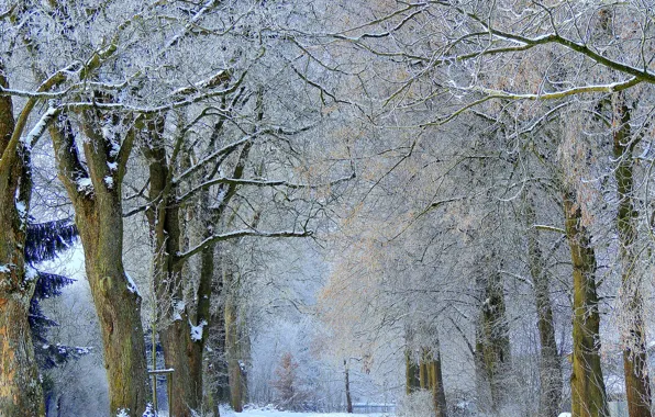 Winter, frost, snow, trees, alley