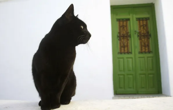 Picture cat, house, street, the door, black cat