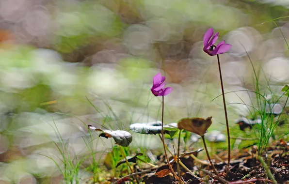 Picture bubble, bokeh, Cyclamen