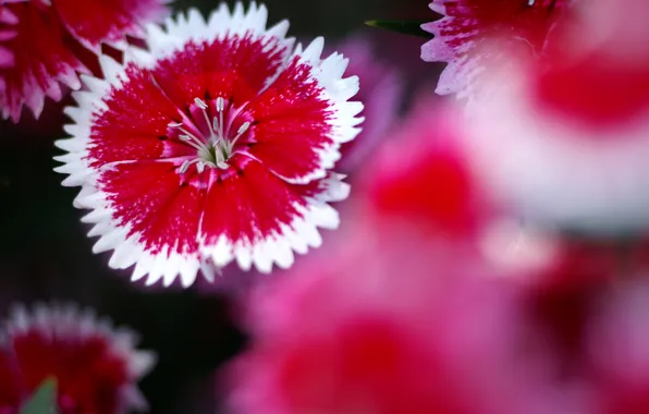 Picture pink, focus, blur, carnation, Turkish, hem