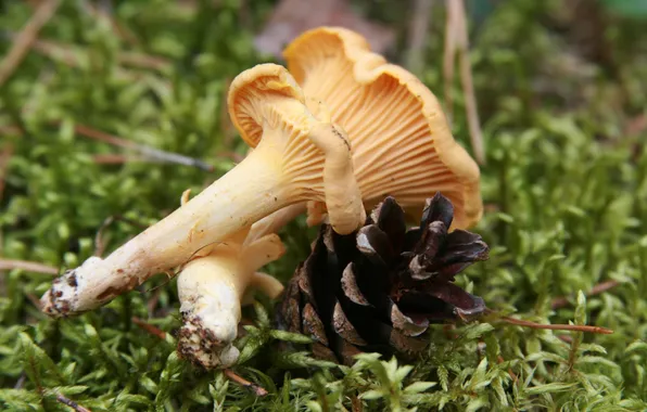 Forest, macro, nature, mushroom, plant, moss, mushrooms, bump