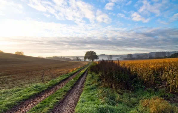 Road, field, landscape
