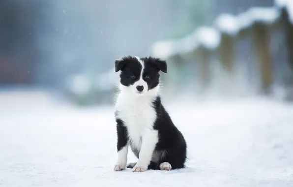 Winter, look, snow, each, dog