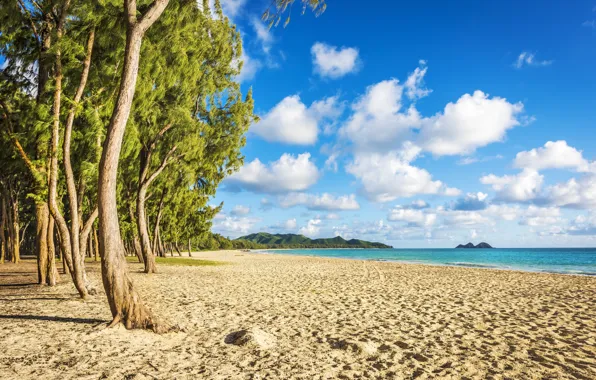 Picture ocean, beaches, palm trees