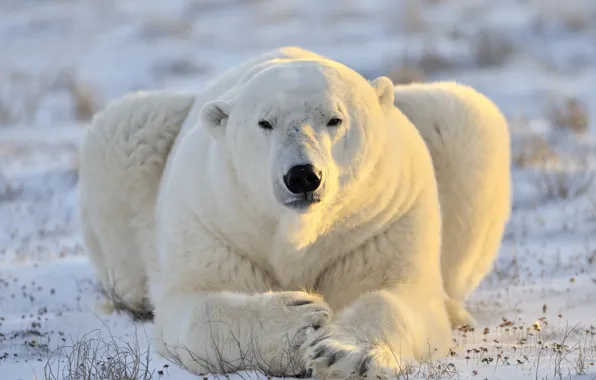 Picture face, predator, polar bear, polar