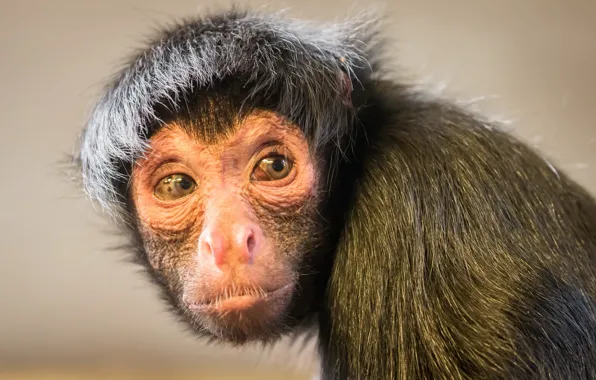 Look, nature, Black spider monkey