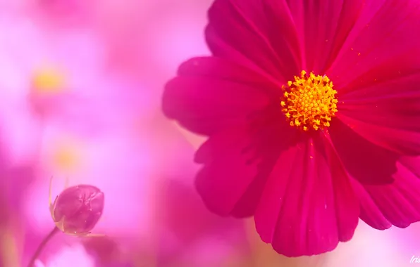 Flower, pink, petals, Bud, kosmeya