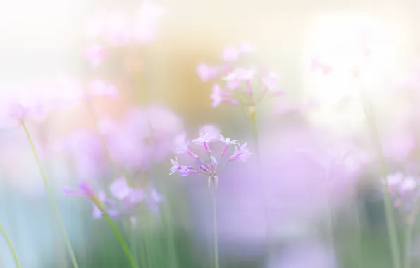 Picture flowers, pink, spring, gently