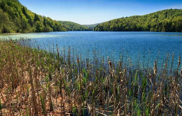 Forest, the sky, trees, lake, reed, Sunny, Croatia, Plitvice National Park
