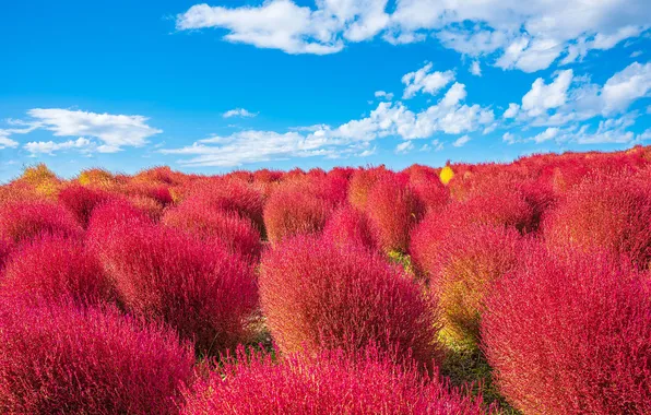 Field, the sky, Asia, shrubs, kohiya