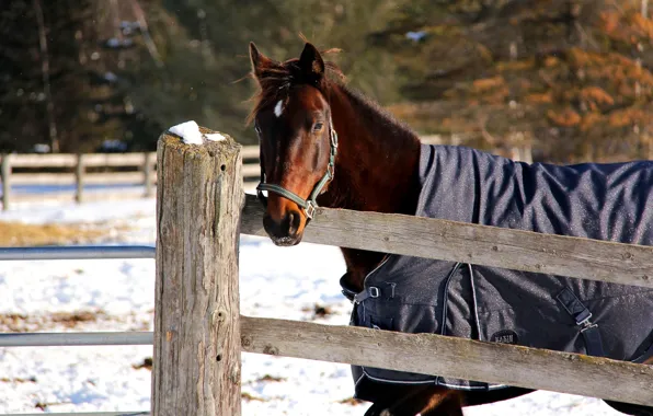 Picture winter, face, snow, horse, horse, fence, corral, the blanket