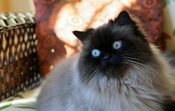 Cat, cat, look, face, chair, pillow, Siamese, color-point