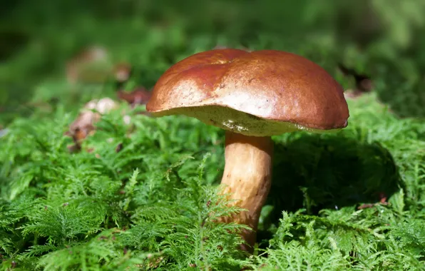 Forest, mushroom, moss