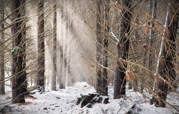 Picture forest, nature, fog