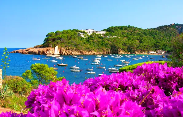 Sea, the sky, flowers, boat, Bay, yacht