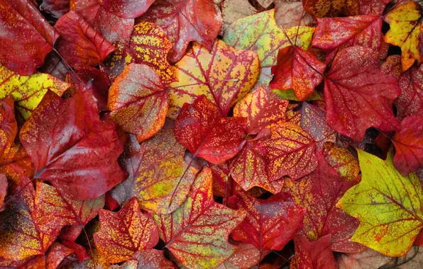 Picture autumn, leaves, nature