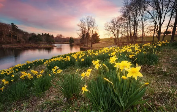 Picture lake, Park, spring, daffodils