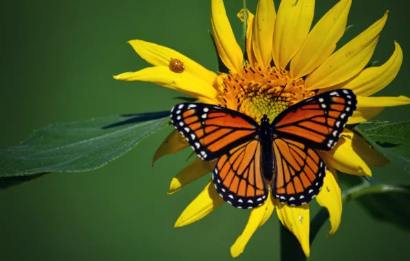 Picture macro, insects, butterfly, ladybug, sunflower, beetle, The monarch