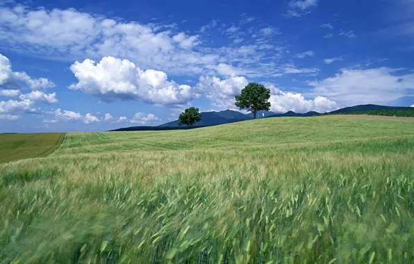 Clouds, trees, Field