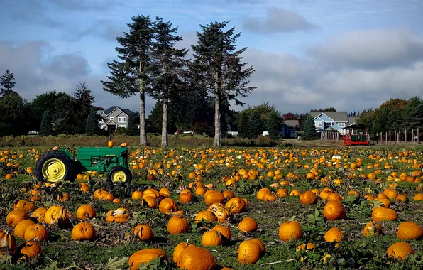 Field, clouds, village, harvest, tractor, pumpkin, houses, pine