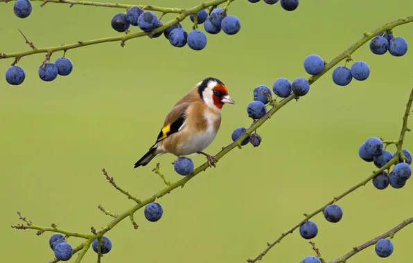 Picture nature, bird, color, branch, berry